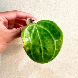 May include: A single heart-shaped Hoya plant leaf with a glossy, deep green surface and prominent lighter green veining. The leaf features a smooth, rounded edge and a small notch on the left side, attached to a short, woody stem segment.
