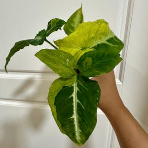 Peut inclure: Une plante Syngonium présentant des feuilles panachées en forme de flèche avec un mélange de motifs vert foncé et jaune citron vif. Le feuillage affiche des nervures blanches distinctes le long des tiges centrales des feuilles.