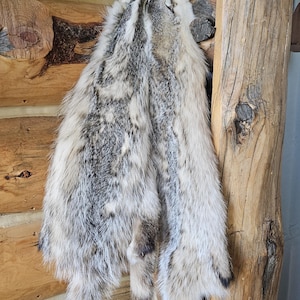 Tanned badger pelt