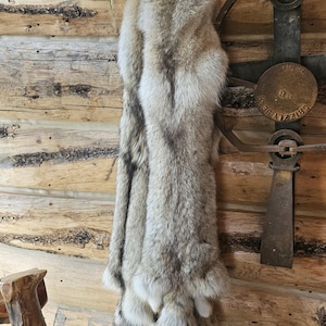 Tanned coyote pelt
