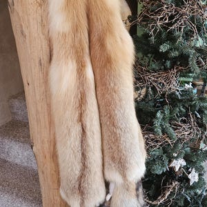 Tanned red fox pelt