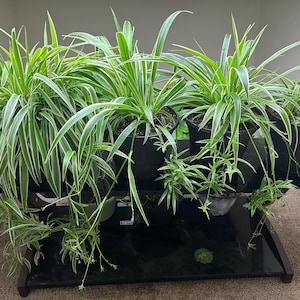 Spider Plant Babies – Easy Starter Houseplants with Roots Ready to Grow