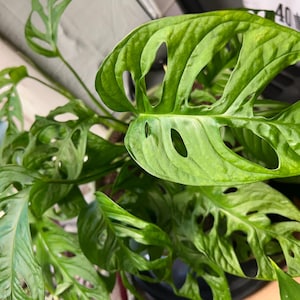 Roślina serowa szwajcarska (Monstera Adansonii) – sadzonka węzłowa | Ukorzenianie rośliny startowej