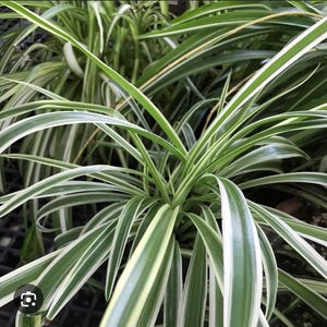 Reverse Variegated Spider Plant Babies – Easy Starter Houseplants with Roots Ready to Grow