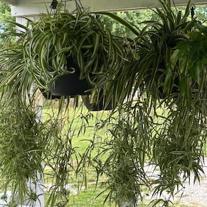 May include: Two spider plants with long, arching, variegated green and white leaves growing in black hanging pots. The plants feature numerous thin, trailing stems with small plantlets dangling downwards from the main foliage clusters.