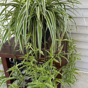 Spider Plant Babies – Easy Starter Houseplants with Roots Ready to Grow