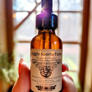 Organic Japanese Knotweed Tincture ~ Polygonum Cuspidatum image 4