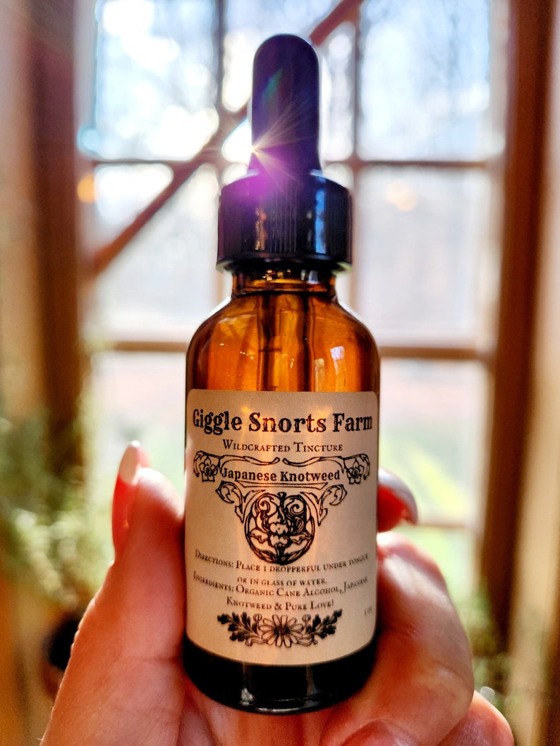 Organic Japanese Knotweed Tincture ~ Polygonum Cuspidatum image 4