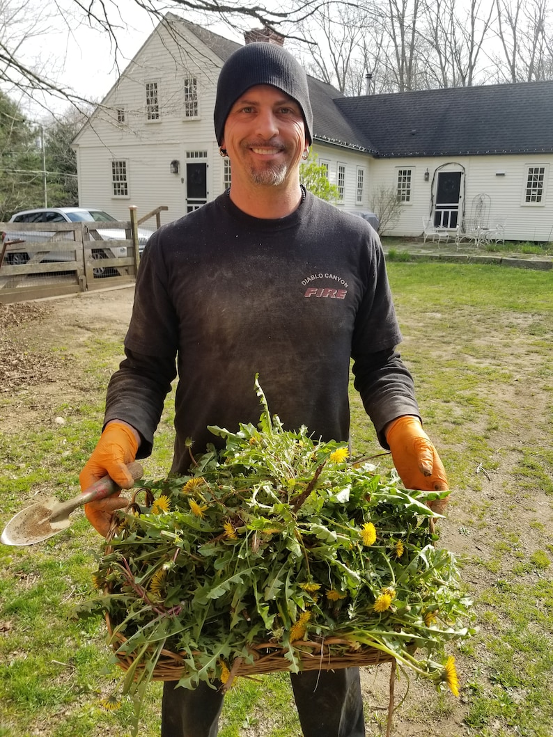 May include: A person wearing a black beanie and a black t-shirt with the text "Diablo Canyon Fire" is holding a basket full of dandelions. The person is wearing orange gloves and is standing in front of a white house.