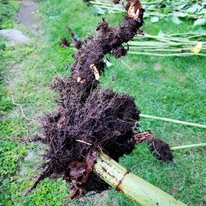 May include: Close-up of a large, brown root system with a thick, green stem attached. The roots are tangled and covered in dirt. The stem is smooth and has a slight green hue.