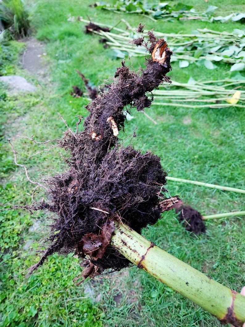 May include: Close-up of a large, brown root system with a thick, green stem attached. The roots are tangled and covered in dirt. The stem is smooth and has a slight green hue.