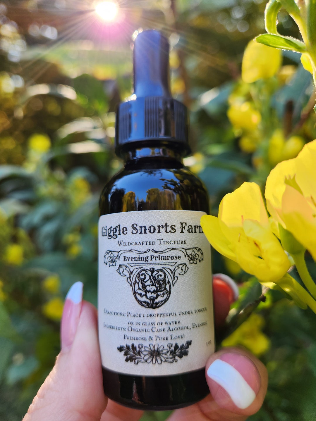 Organic Evening Primrose Tincture Oenothera Biennis Etsy