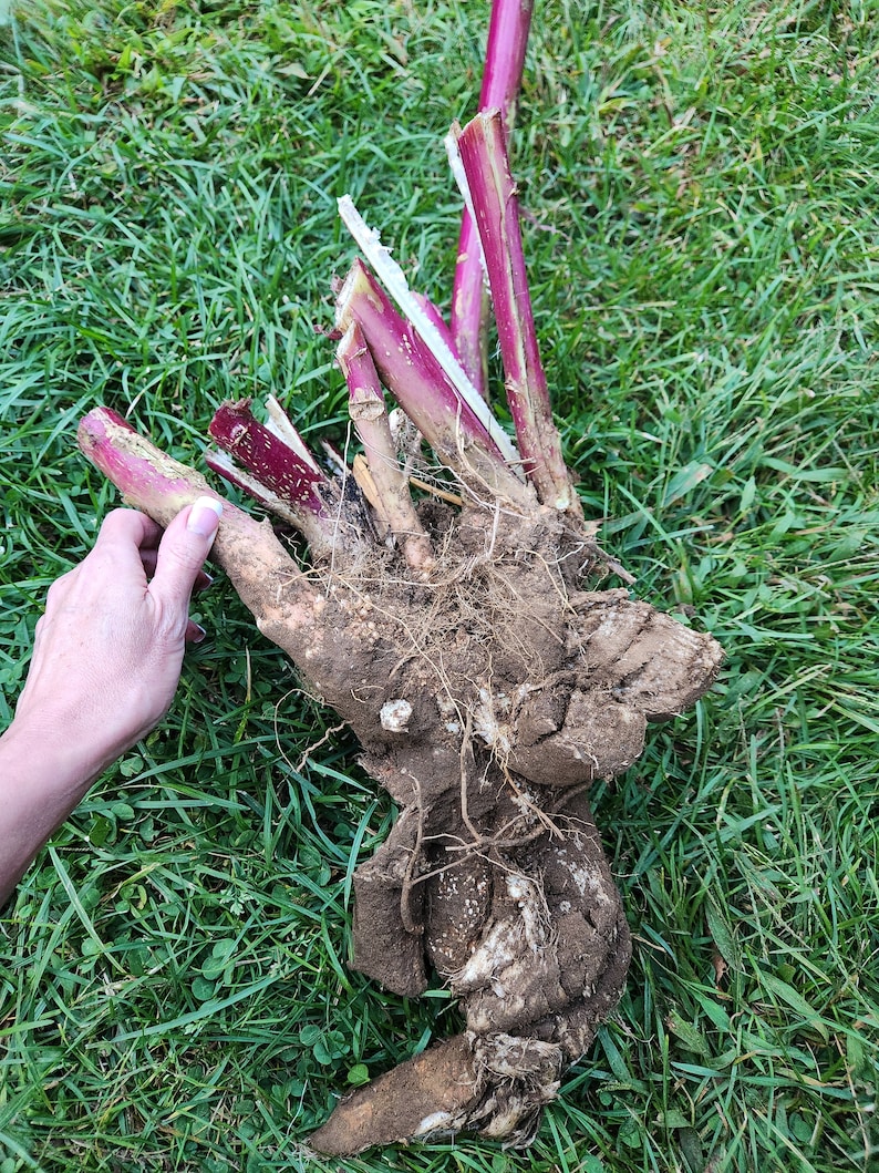 May include: A large, brown root with multiple, thin, red stems attached. The root is lying on a bed of green grass.