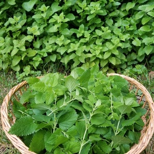 May include: A wicker basket filled with fresh, green lemon balm leaves.