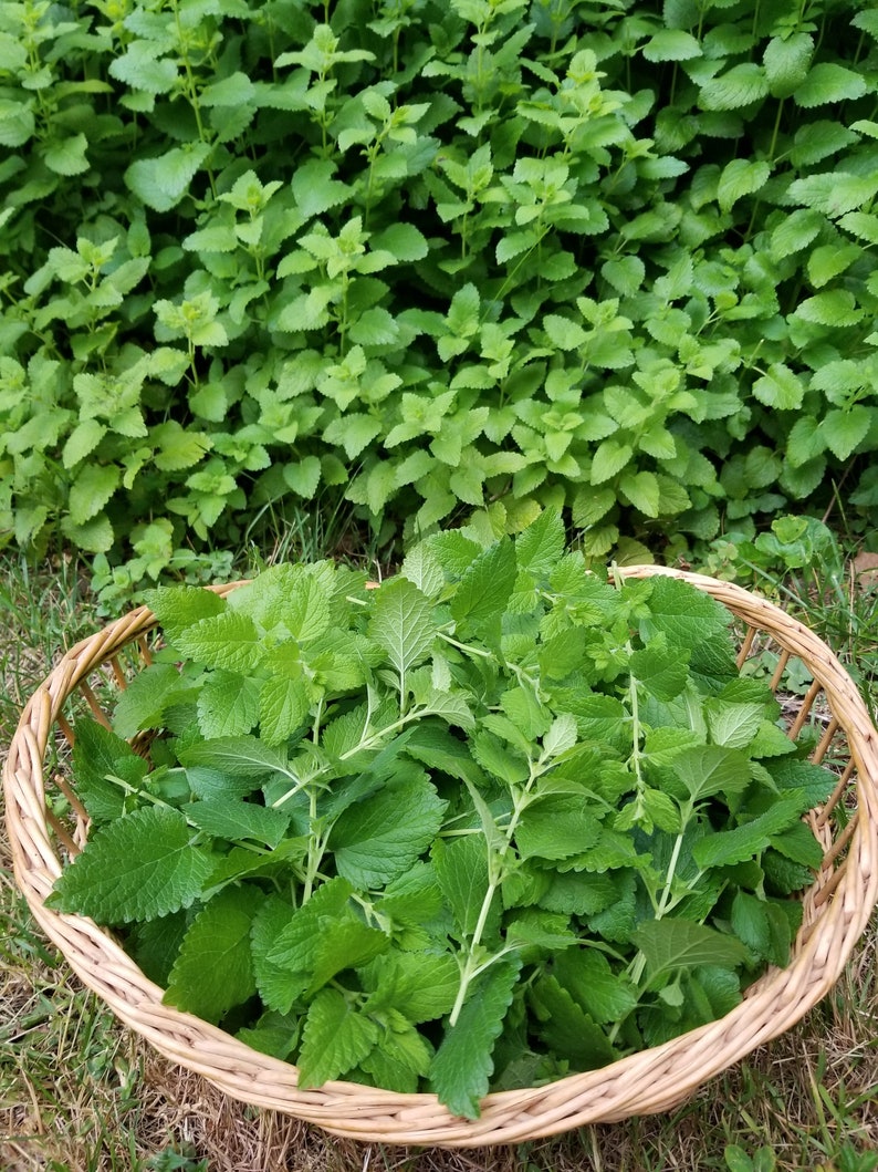 May include: A wicker basket filled with fresh, green lemon balm leaves.