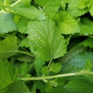 May include: Close-up of a bunch of green leafy herbs. The leaves are arranged in a dense cluster, showing the intricate details of their veins and textures.