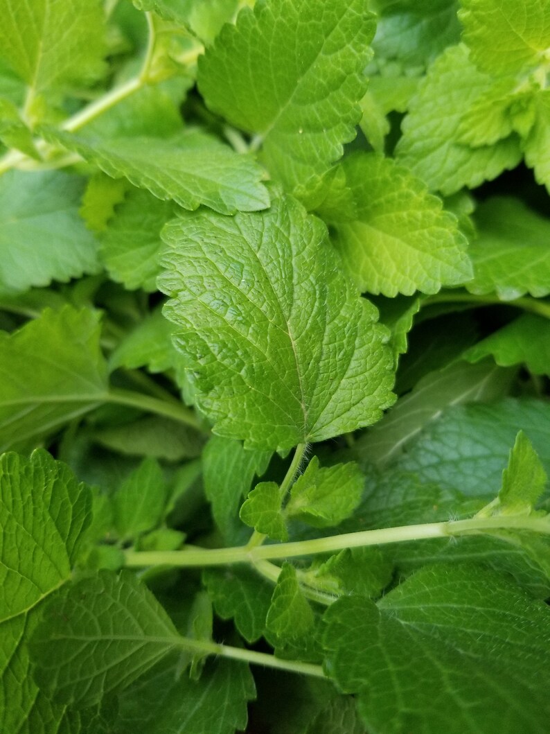 May include: Close-up of a bunch of green leafy herbs. The leaves are arranged in a dense cluster, showing the intricate details of their veins and textures.