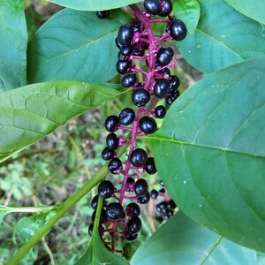 May include: A close-up of a cluster of dark purple berries growing on a green stem with pink accents. The berries are arranged in a vertical line and are surrounded by green leaves.