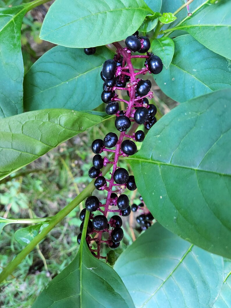 May include: A close-up of a cluster of dark purple berries growing on a green stem with pink accents. The berries are arranged in a vertical line and are surrounded by green leaves.