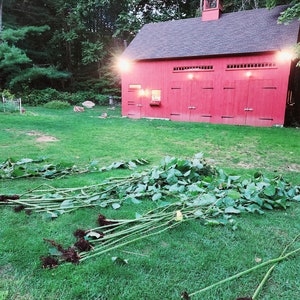 May include: A red barn with a cupola and a black roof sits on a grassy lawn. A pile of green plant stalks with roots are in the foreground.