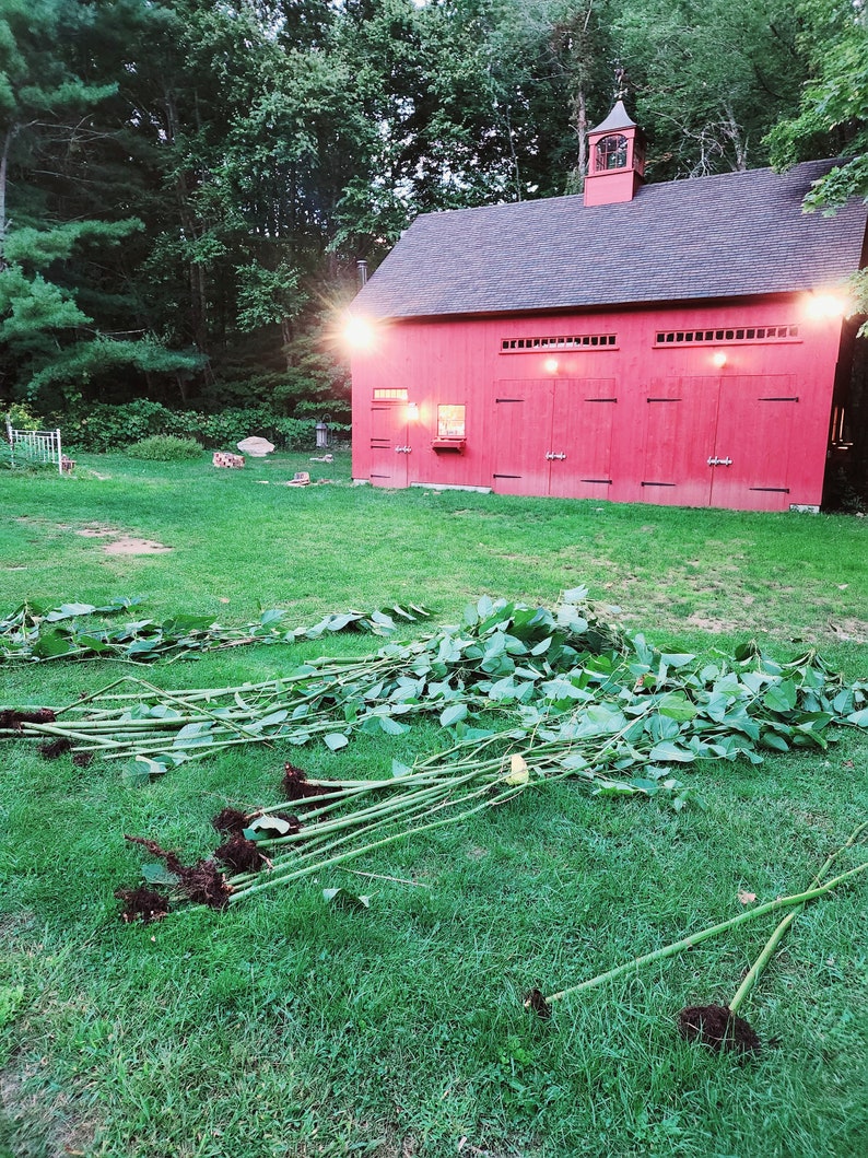 May include: A red barn with a cupola and a black roof sits on a grassy lawn. A pile of green plant stalks with roots are in the foreground.