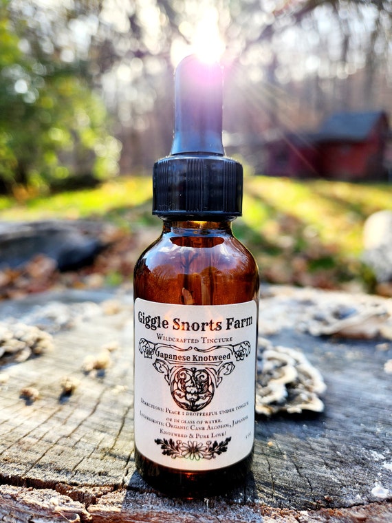Organic Japanese Knotweed Tincture ~ Polygonum Cuspidatum