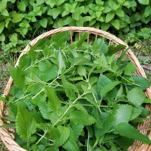 May include: A wicker basket filled with fresh green lemon balm leaves.