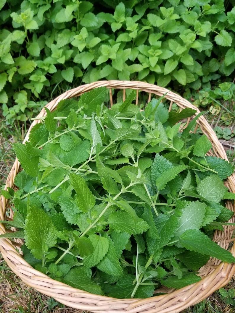 May include: A wicker basket filled with fresh green lemon balm leaves.