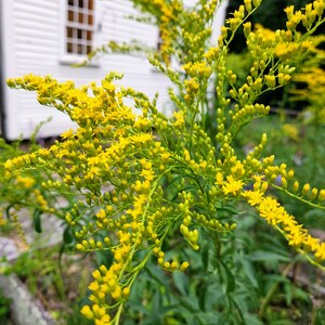 Puede incluir: Primer plano de un grupo de flores de color amarillo brillante con tallos y hojas verdes. Las flores est&aacute;n en flor y tienen un aspecto delicado y plumoso. El fondo est&aacute; desenfocado y parece ser un edificio blanco.