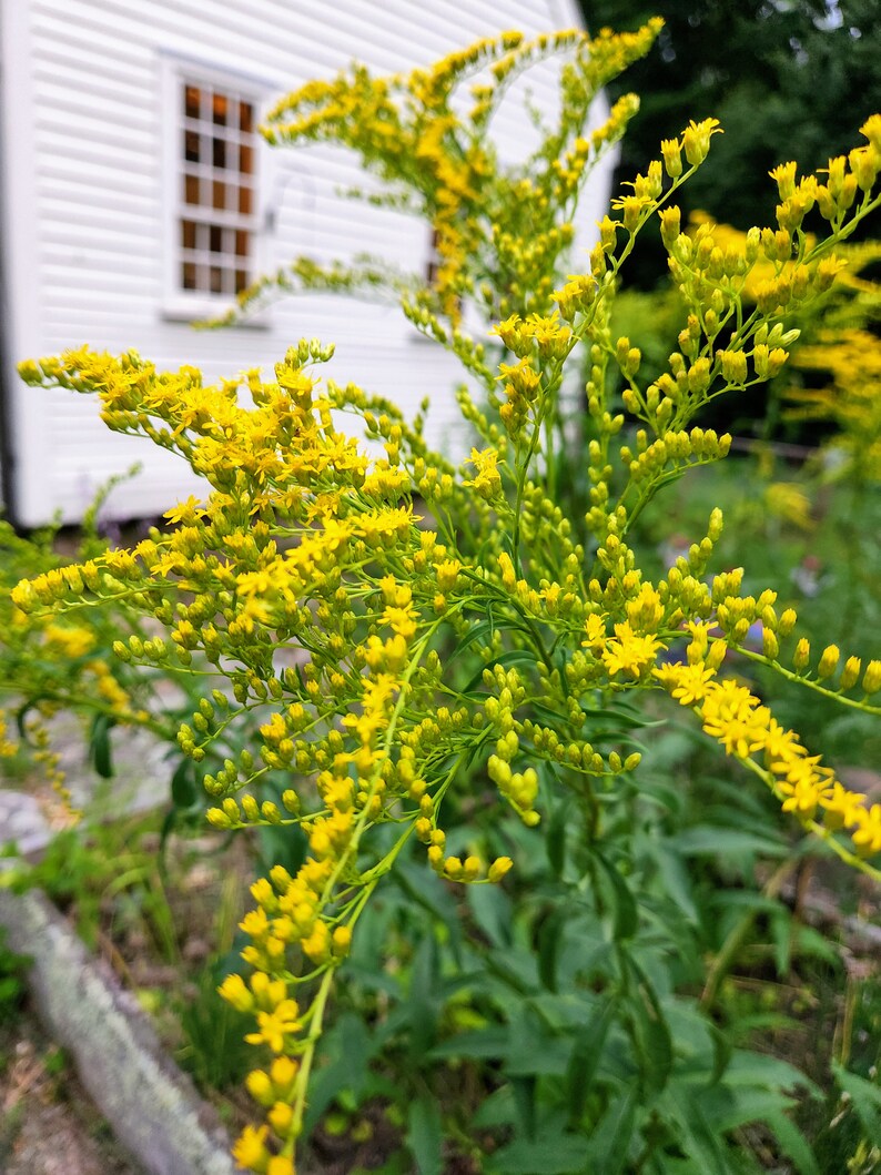 Puede incluir: Primer plano de un grupo de flores de color amarillo brillante con tallos y hojas verdes. Las flores est&aacute;n en flor y tienen un aspecto delicado y plumoso. El fondo est&aacute; desenfocado y parece ser un edificio blanco.