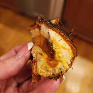 May include: Close-up of a piece of dried turmeric root, showing its bright yellow and orange layers.