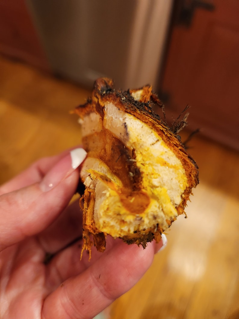 May include: Close-up of a piece of dried turmeric root, showing its bright yellow and orange layers.