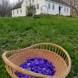 Organic Wild Violet Tincture image 4