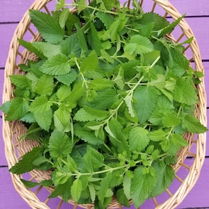 May include: A wicker basket filled with fresh green lemon balm leaves.