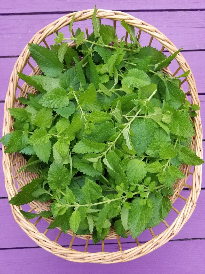 May include: A wicker basket filled with fresh green lemon balm leaves.