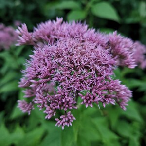 Ekologisk Joe-Pye Weed Tinktur ~ Eupatorium purpureum bild 2