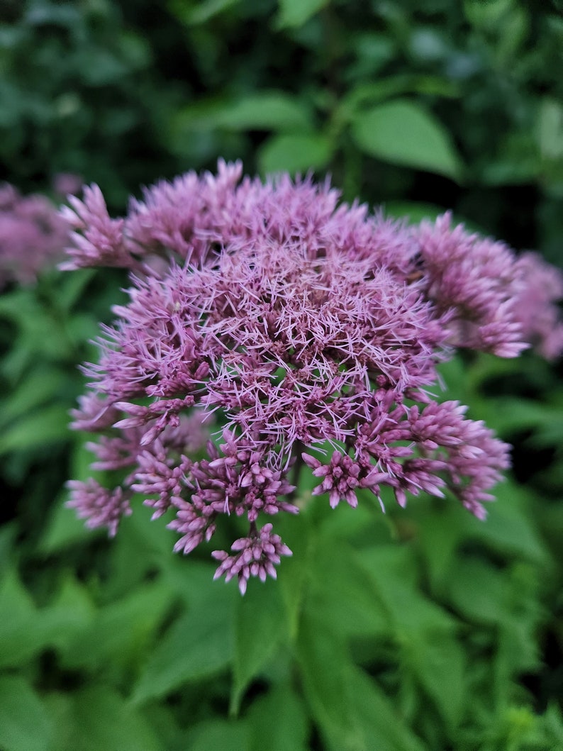Ekologisk Joe-Pye Weed Tinktur ~ Eupatorium purpureum bild 2