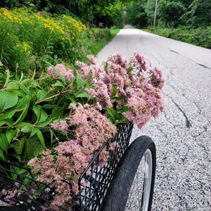 Ekologisk Joe-Pye Weed Tinktur ~ Eupatorium purpureum bild 6