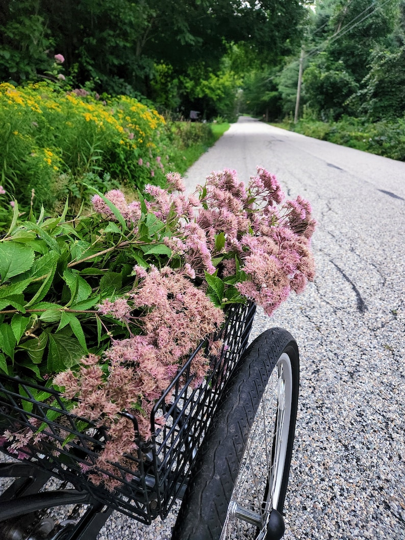 Ekologisk Joe-Pye Weed Tinktur ~ Eupatorium purpureum bild 6