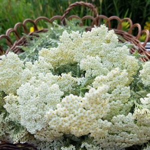 May include: A wicker basket filled with a bouquet of white yarrow flowers.