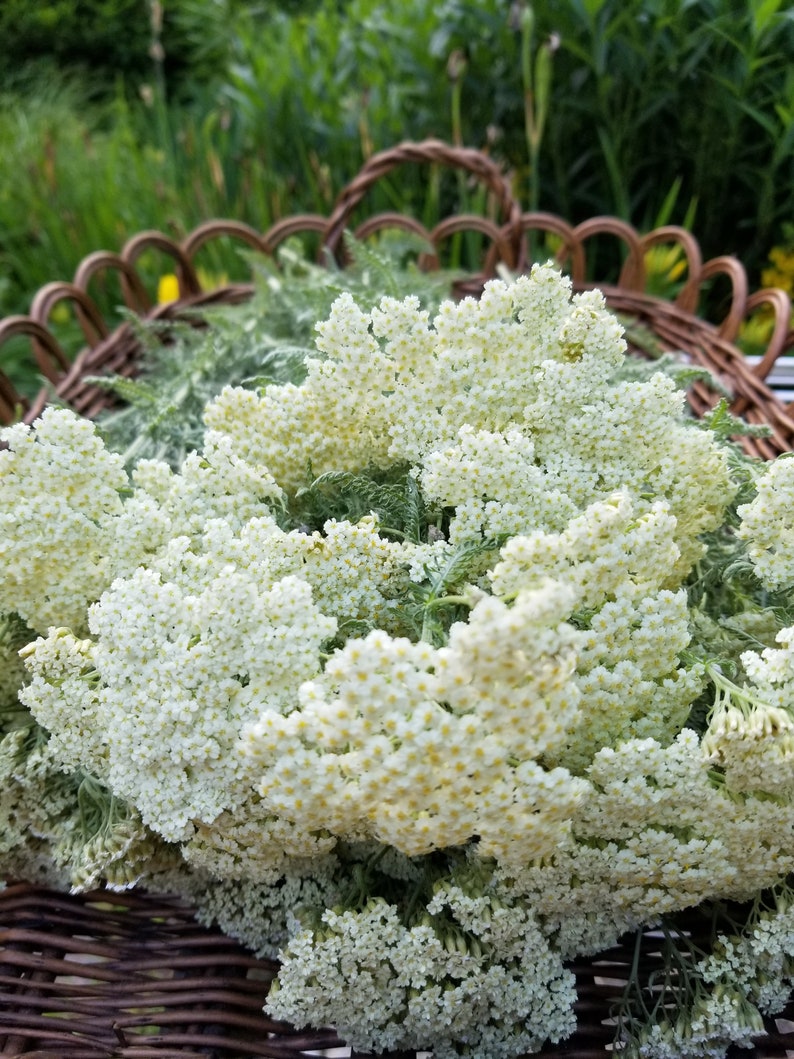 May include: A wicker basket filled with a bouquet of white yarrow flowers.