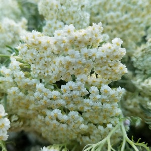 May include: A close-up of a bunch of white yarrow flowers with yellow centers. The flowers are in bloom and have a delicate, feathery appearance.