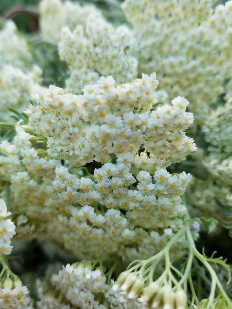 May include: A close-up of a bunch of white yarrow flowers with yellow centers. The flowers are in bloom and have a delicate, feathery appearance.