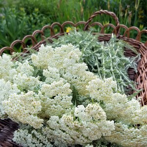 May include: A wicker basket filled with white yarrow flowers and green stems. The flowers are in full bloom and have a delicate, feathery appearance.