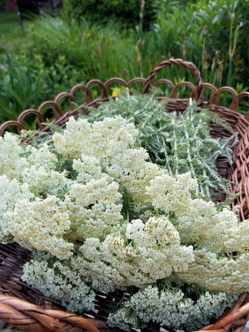 May include: A wicker basket filled with white yarrow flowers and green stems. The flowers are in full bloom and have a delicate, feathery appearance.