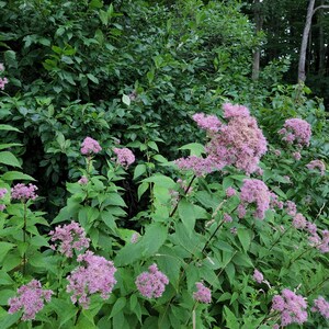 Ekologisk Joe-Pye Weed Tinktur ~ Eupatorium purpureum bild 3