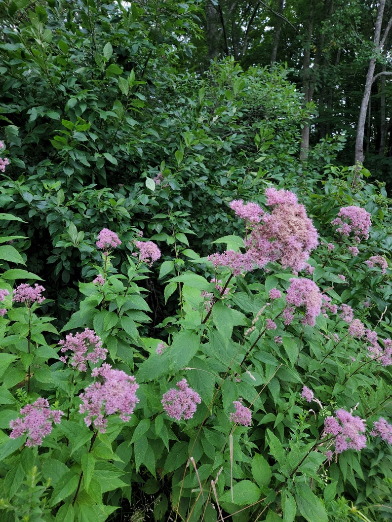 Ekologisk Joe-Pye Weed Tinktur ~ Eupatorium purpureum bild 3