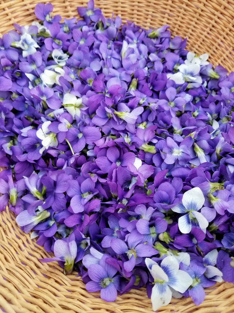 Puede incluir: Una cesta de mimbre llena de una colecci&oacute;n de flores de violeta p&uacute;rpura y blanca.