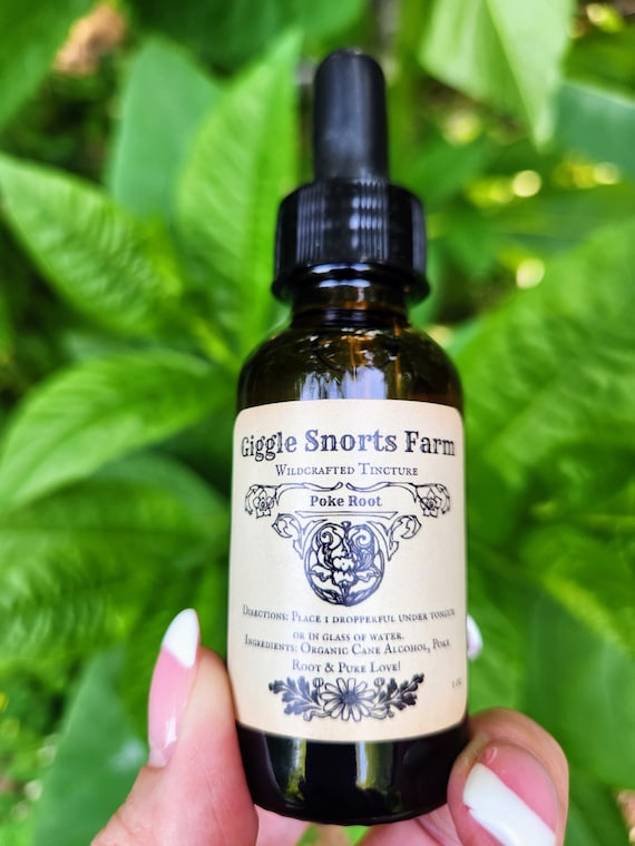 Organic Poke Root Tincture ~ Phytolacca americana ~