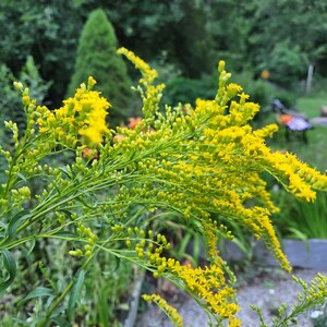 Puede incluir: Primer plano de un grupo de flores amarillas con tallos y hojas verdes. Las flores est&aacute;n en flor y tienen un aspecto delicado y plumoso.